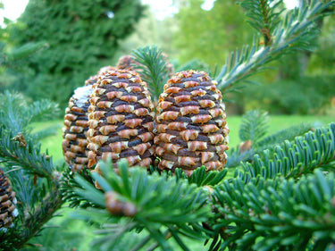 20 FRASER FIR Tree Abies Fraseri Christmas Tree Southern Balsam Fir Native Evergreen Seeds